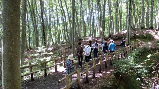 美人林日帰りウォークと天然記念物虫川大スギ探勝の様子①